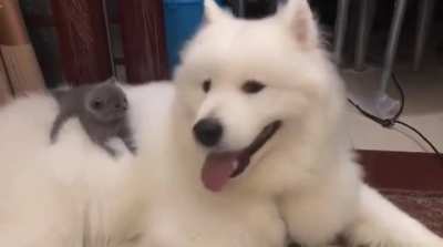 Vibrating Bed