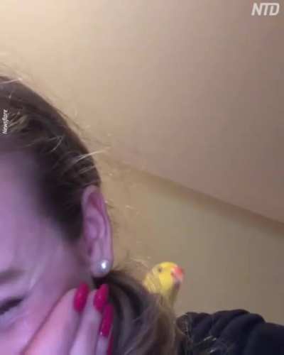Twinkie the parrot bops along to sound of own squawking