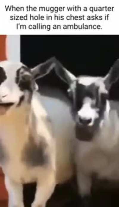 hehehehaw