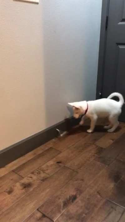 Look! It flapples!