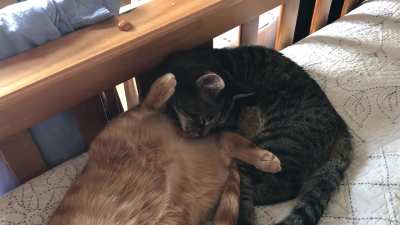 Guess my cats are gay