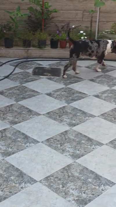 Help! Bully limping