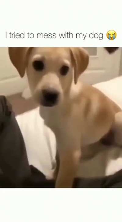 😂🐾❤️
