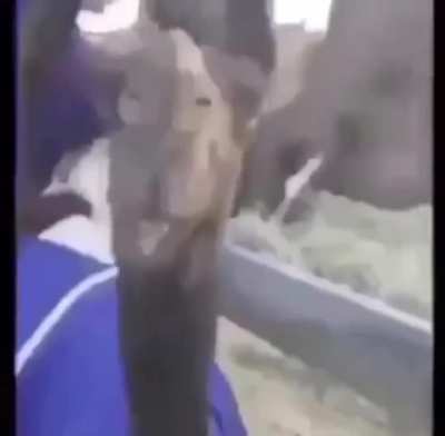 Camel