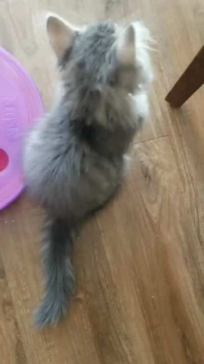 squeaky samson!!