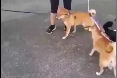 Butt fight is on