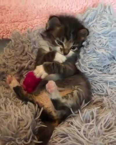😻😻😻