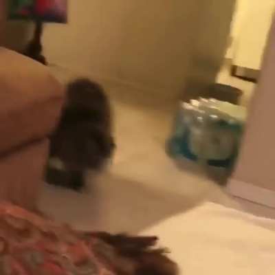 Break-dancing ninja cat