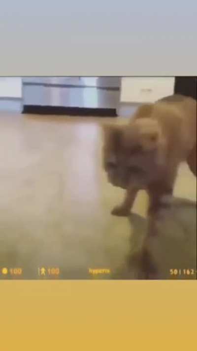 Gordan Catman