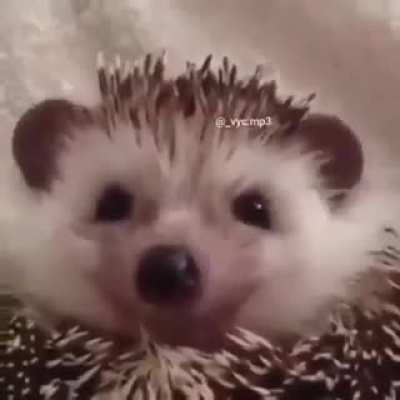 putaço