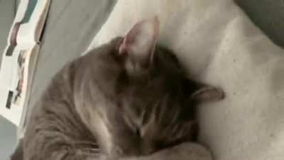 You guys wanted more of my cat Nino, so here is another cute video of him waking up
