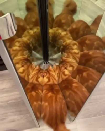 This just tripped me tf out, how about you?