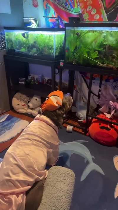 This dog really enjoys watching his fish tanks