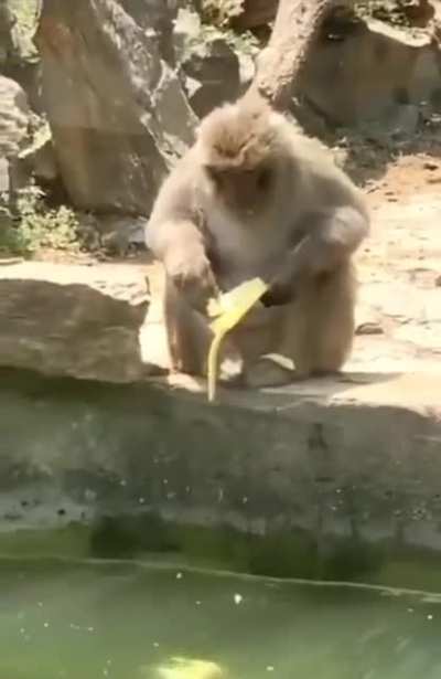 Poor monke