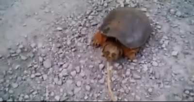 when failed turtle domestication