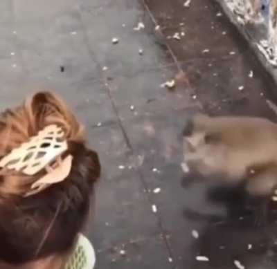 Funee monkey 😃