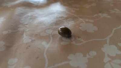 took this giant tick from my cat, I didn't think it was able to move again