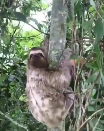 🔥 Man saves a grateful sloth