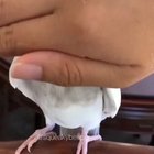 Peekaboo birb! (sound on, he's so cute)