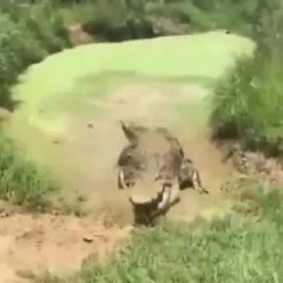 Pea Soup