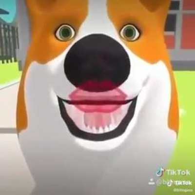 Perro