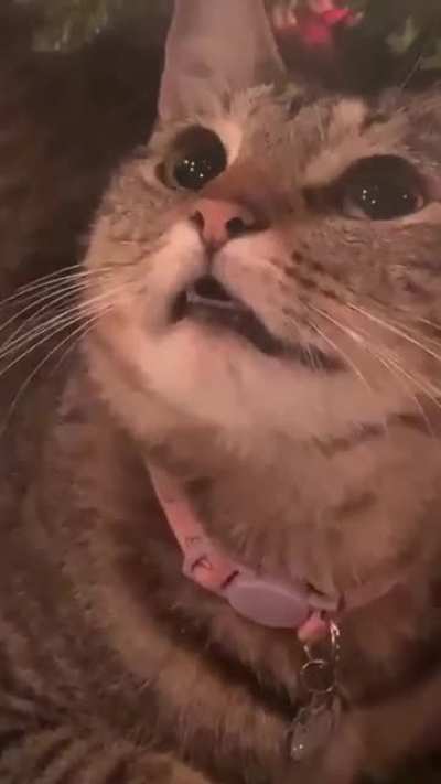Tuna really liked the christmas tree