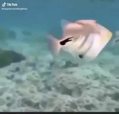 🐠💋