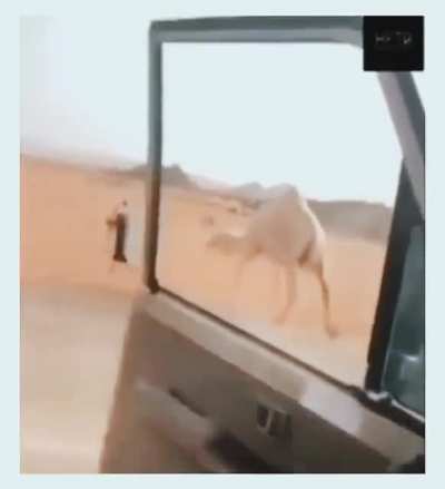How to get a camel off the road
