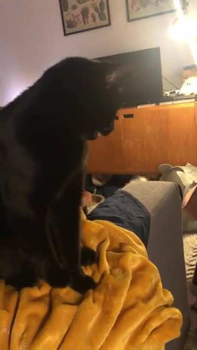 I bought him a laser pen toy and he is obsessed with it. He asks me to play with him for hours every day.