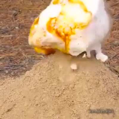 Toothpaste, coke and mentos
