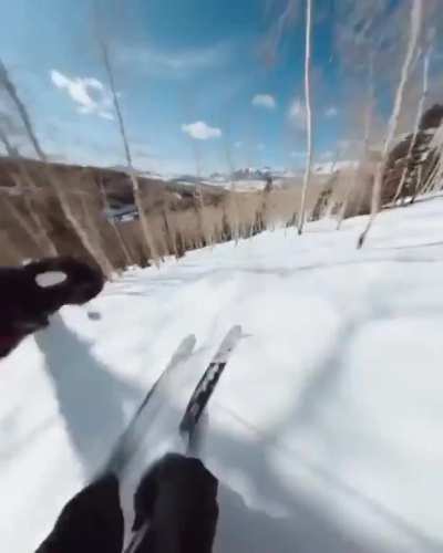 Crazy tree run