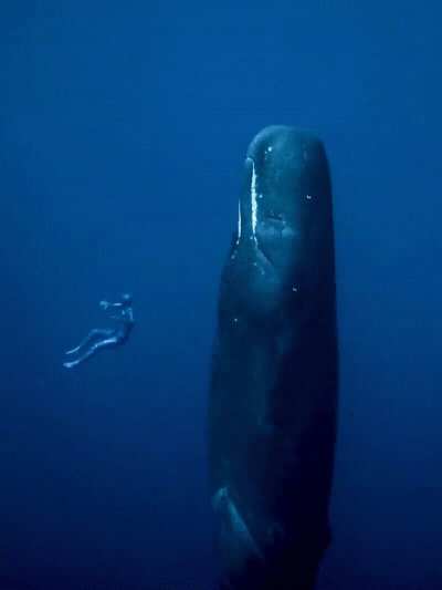 Whale up right