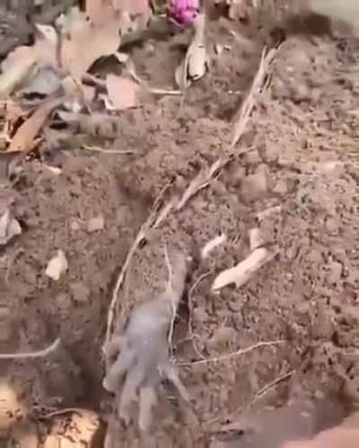 un titulo