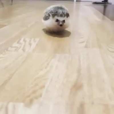 Scoot Scoot