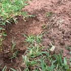 A very fluffy little scorpion. (Not my video)