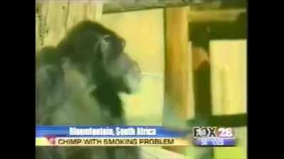 monke division
