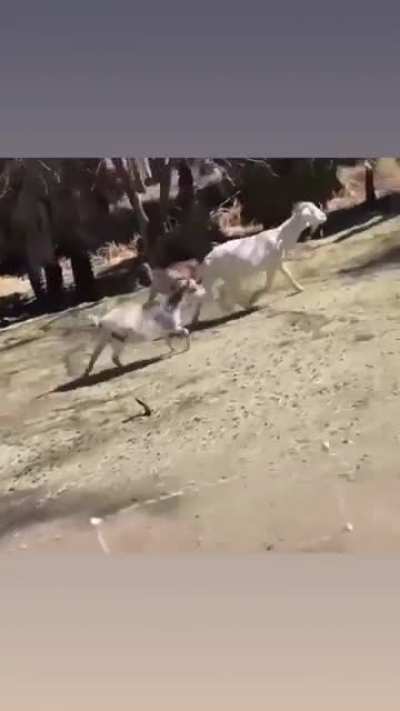 Michael Bisping is not a match for some doggos