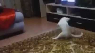 Quiubo pinche gato