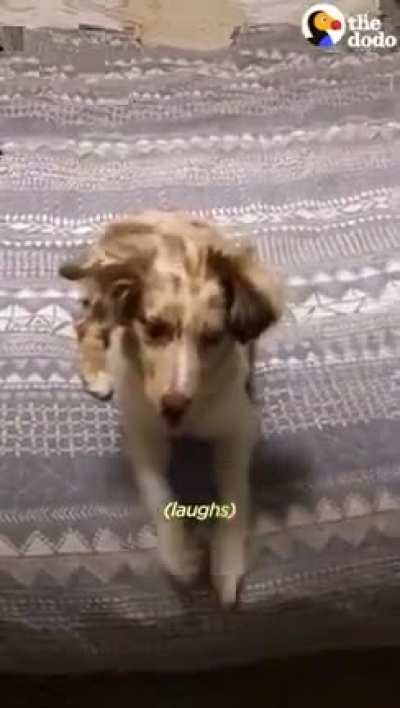 The way this dog looks at her mom is human