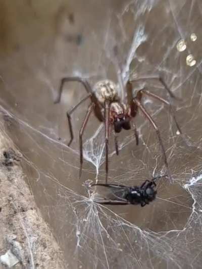An unknown spider snatching its prey and running off with it. Footage is slowed down 8 times. ID welcome, found in central Poland