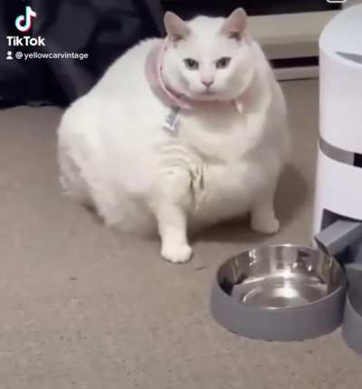 not sure if this has been posted here yet but.. but chonka