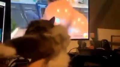 Cat thug bakery