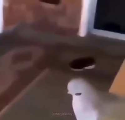 Ham (doggo sus)