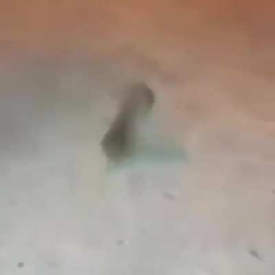 Ratão 😳