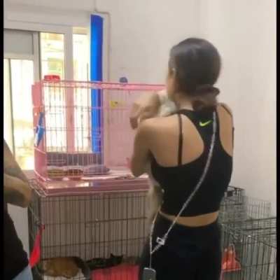 Woman from Beirut finally reunited with her cat :')