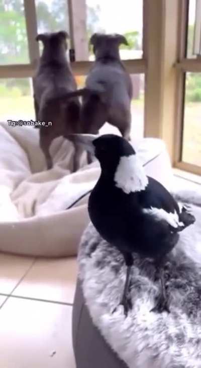 Such a good spy