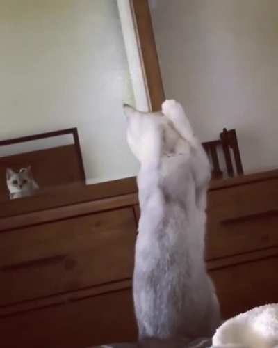 Котик