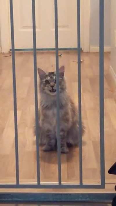She refuses to learn to jump over the gate