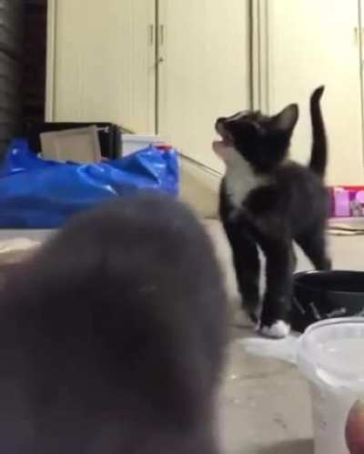 cat does something funny
