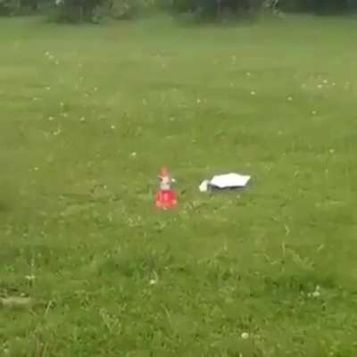 Garoto salva gato da ciencia🚀